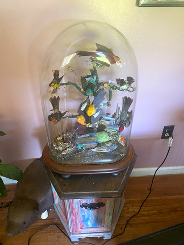 Very old taxidermy bird glass - very,