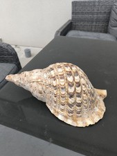 Véritable Triton Géant De Tahiti