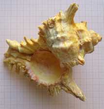 Coquillage ancien Chicoreus