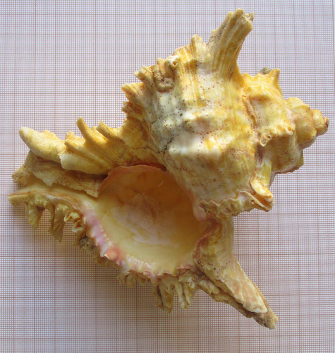 Coquillage ancien chicoreus - coquillage,