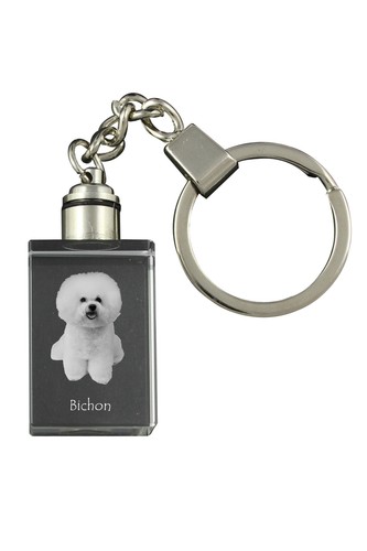 Bichon frisé bouclé - bichon,