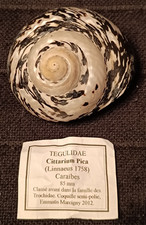 Large Cittarium pica 85 mm magpie turbo sea shell. Hermit crab Beach collector