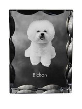 Bichon Frisé, Bichon Bouclé