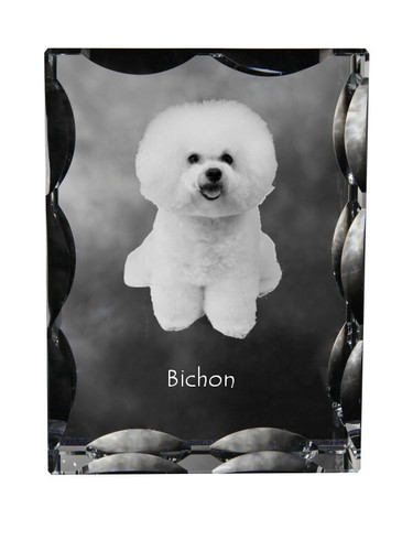 Bichon frisé - bichon, frisé,