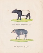 Tapir Babirusa Hirscheber
