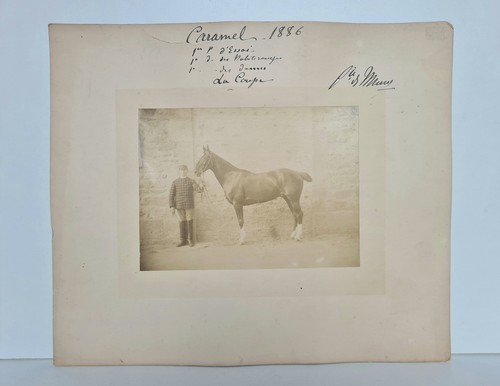 Grande photo hippique cheval