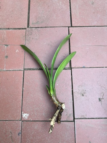 Clivia miniata bush - 1, lily