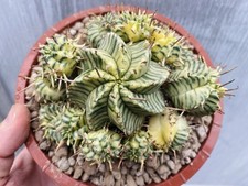 Euphorbia Meloformis Variegata
