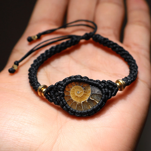 Ammonite time coil - ammonite, •
