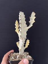 RARE! Cactus Blanc Lactéa Plante Caudex Euphorbia Trigona White Ghost Dragon 4