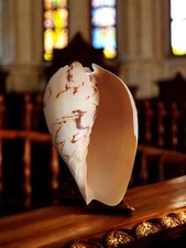  Coquillage Cassis cornuta