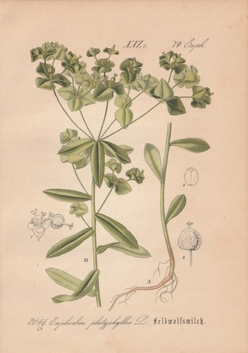Euphorbia platyphyllos