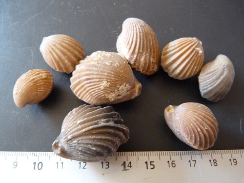 Lot brachiopodes fossiles - 8,