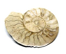Limestone Ammonite Fossil