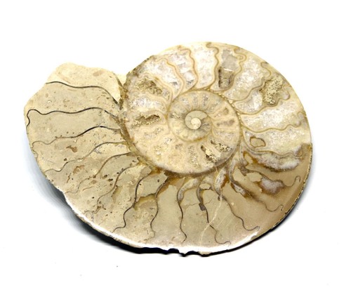 Limestone ammonite fossil - limestone,
