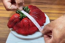 GRAINES DE FRAISES GÉANTES DE PLUS DE 12 cm, 50 GRAINES SÉLECTIONNÉES + GRATU...
