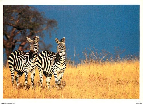 Carte postale animaux - -,