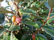 Boutures de Chalef, Elaeagnus