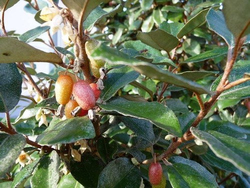 Boutures chalef elaeagnus - de,