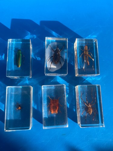 Lot résine inclusion - 6,