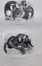 Gravures 19° animaux genre