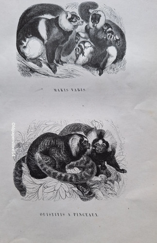 Gravures animaux genre - gravures,