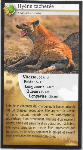 Carte quick carnivores - carte,