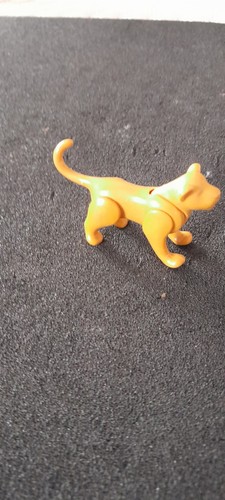 Jeune lion lionceau femelle - jeune,