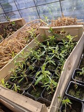 bouture raciné d'1 an baie de goji N°1 variétée à gros fruit et précoce 