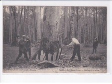 BELLÊME: abattage d'un arbre