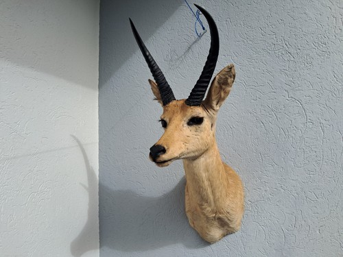 Taxidermie taxidermy - taxidermie, /