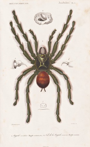 Mygale avicularia araignées - mygale,