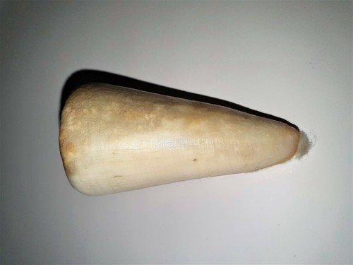 Coquillage conus conidae - conus,