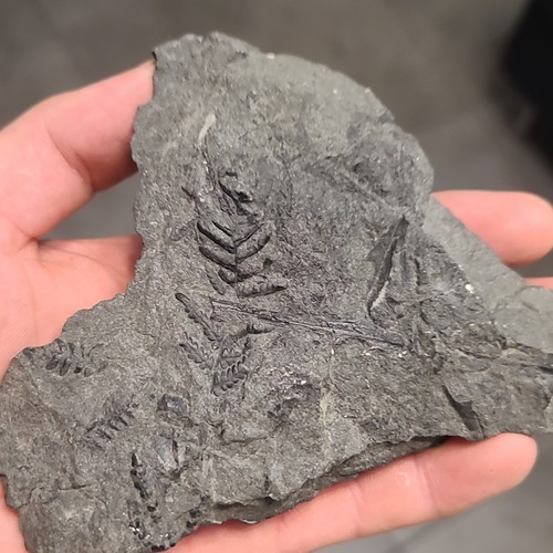 Fossile plante sur roche - plante,