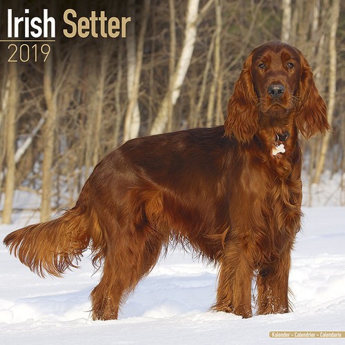 Calendrier 2019 setter - -,