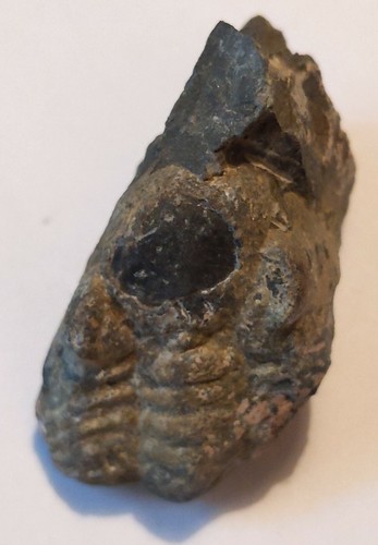 Beau trilobite fossile phacops - trilobite,