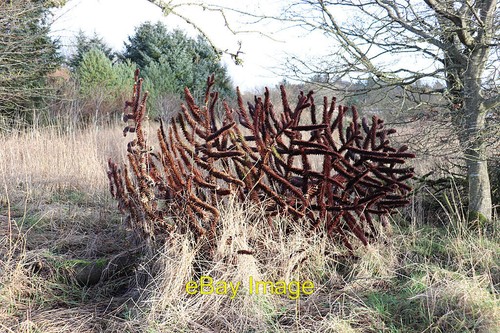 Photo 12x8 chilean pine - 12x8,