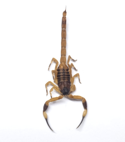 Buthidae pseudolychas - buthidae,