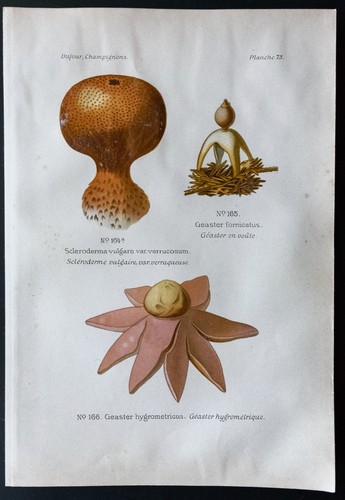 1891 planche couleur - -,