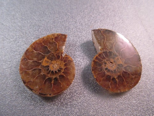 Pair madagascar ammonite - pair, of
