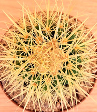 Echinocactus grusonii, pot 10