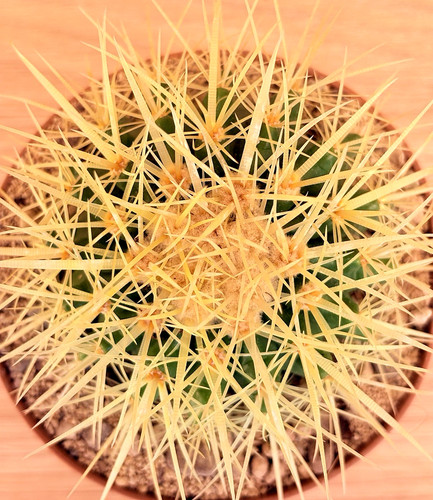 Echinocactus grusonii pot - echinocactus,
