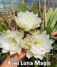 Epiphyllum kiwi luna - epiphyllum,