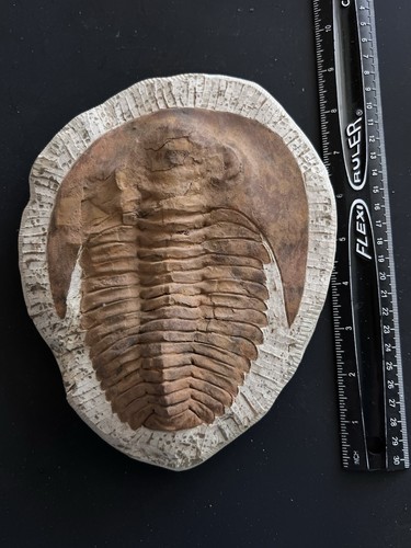Cambropallas trilobite fossil - cambropallas,