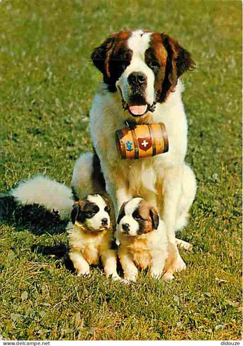 Carte postale animaux - postale,