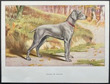 Braque de Weimar Reproduction couleur 1960 François Castellan