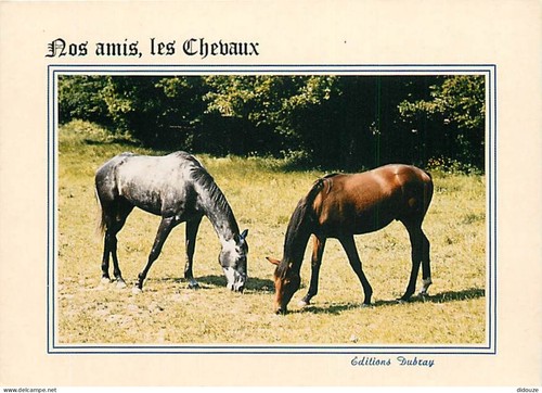 Carte postale animaux - postale,