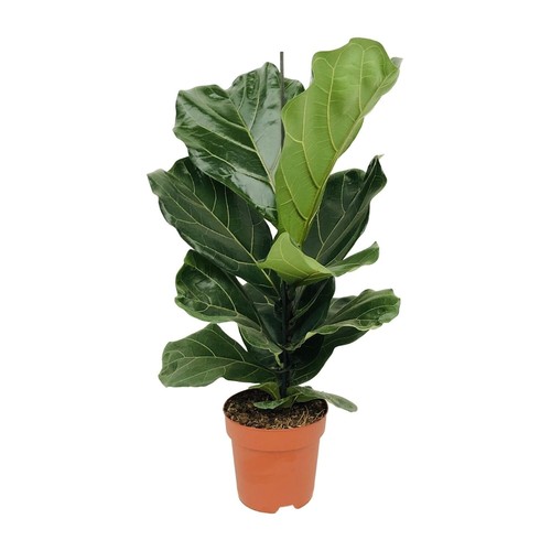 Ficus lyrata hauteur au - -,