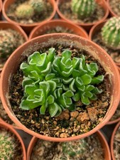  Crassula suzannae, Echeveria