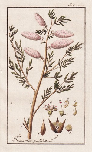 Myricaria gallica tamarisk